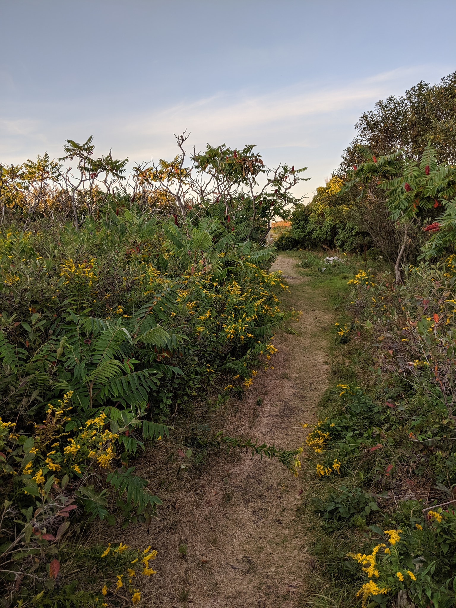 A trail through some flowers and bushes