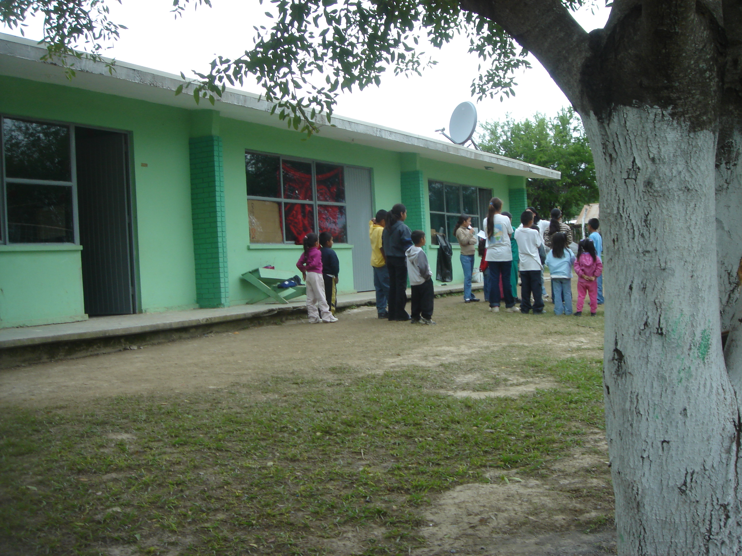 Tree and front of school