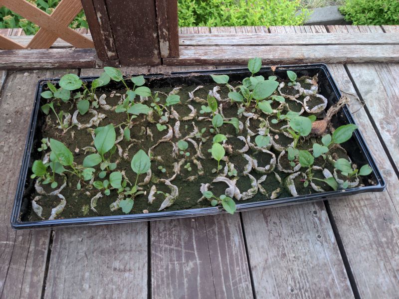 Coneflower seedlings