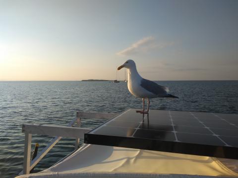 Seagull on solar panel