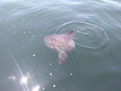 Ocean sunfish