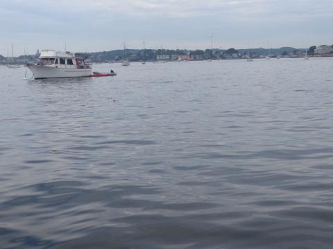 A school of fish at the surface with Rockland, ME in the background