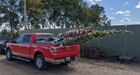 Pickup loaded with trees