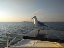 Seagull on solar panel